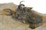 Short-Fork Walliserops Hammi Trilobite - Exceptional Preparation #267209-2